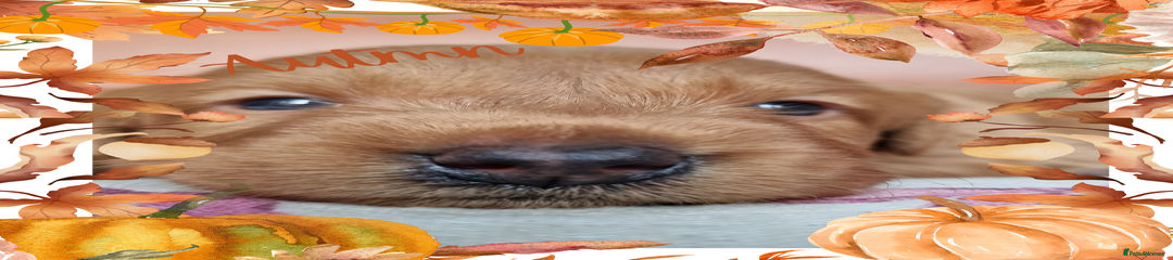 Australian Labradoodle Autmn