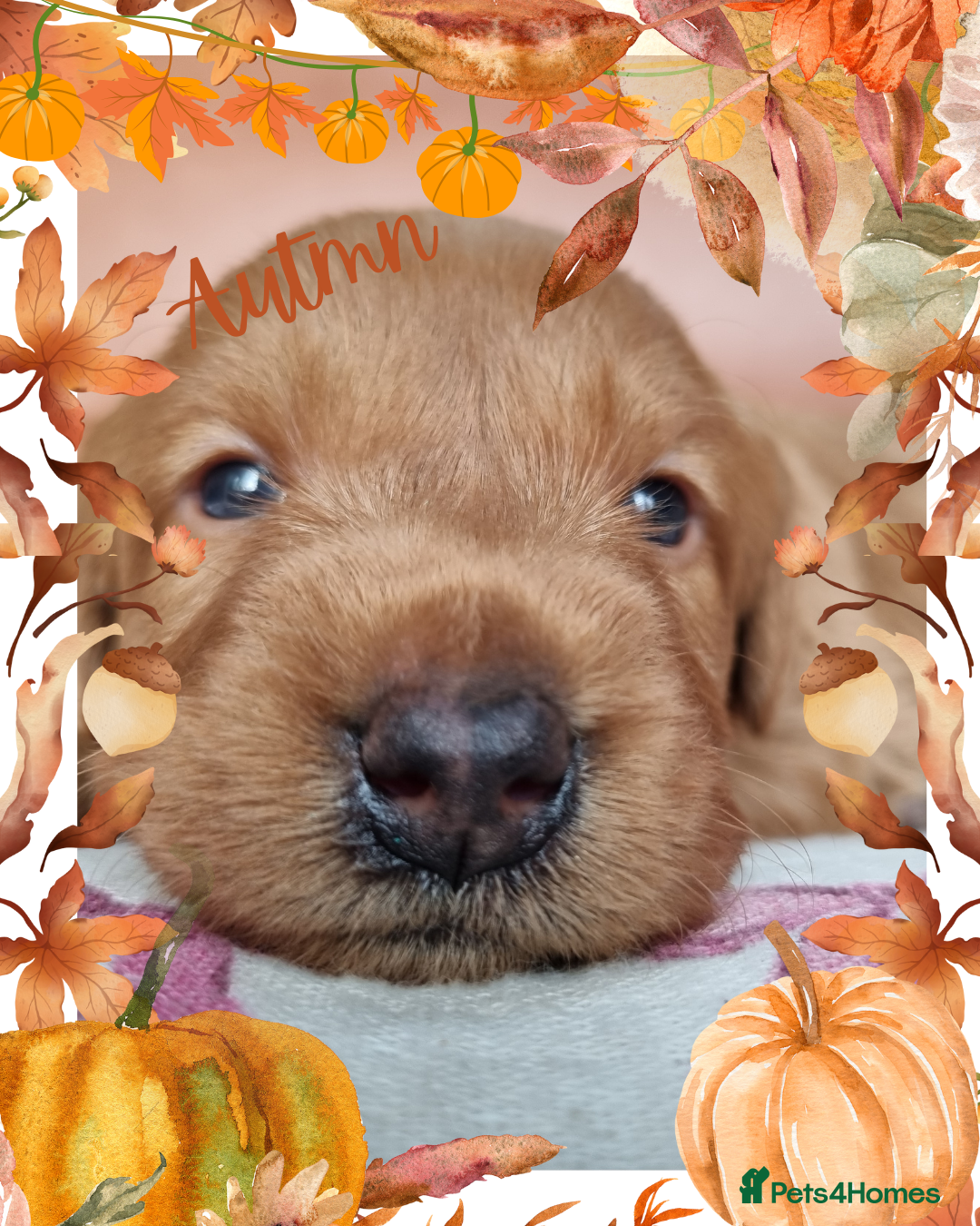 Australian Labradoodle dogs for sale: Stunning red F1b Australian Labradoodle puppies  - Image 10