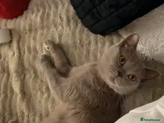 British Shorthair cats British shorthair kittens - Advert 1