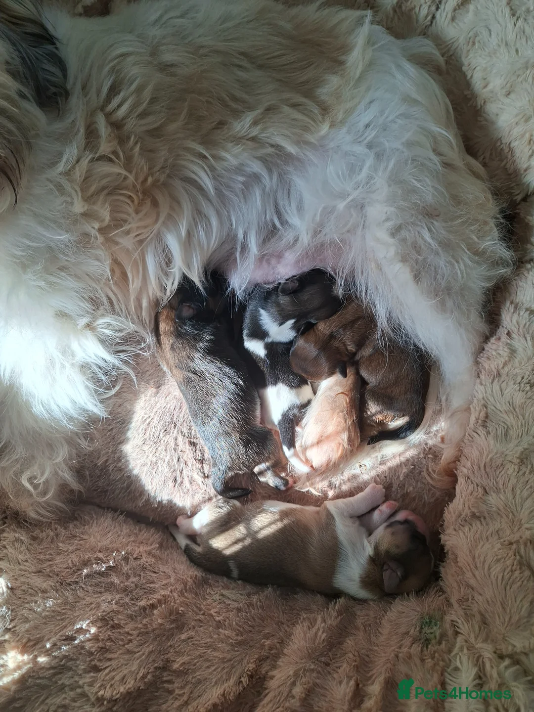 Lhasa Apso dogs for sale: Lhaso's  - Advert 1