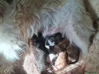 Lhasa Apso dogs Lhaso's - Advert 11