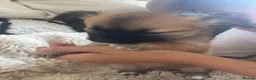 Chihuahua dogs for sale: Absolutely gorgeous chihuahua pups - Advert 5