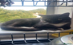 Mixed Breed cats for sale: Maine Coon X British Shorthair - Advert 1