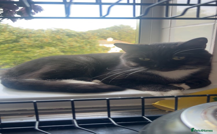 Mixed Breed cats Maine Coon X British Shorthair - Advert 1