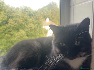 Mixed Breed cats Maine Coon X British Shorthair - Advert 1