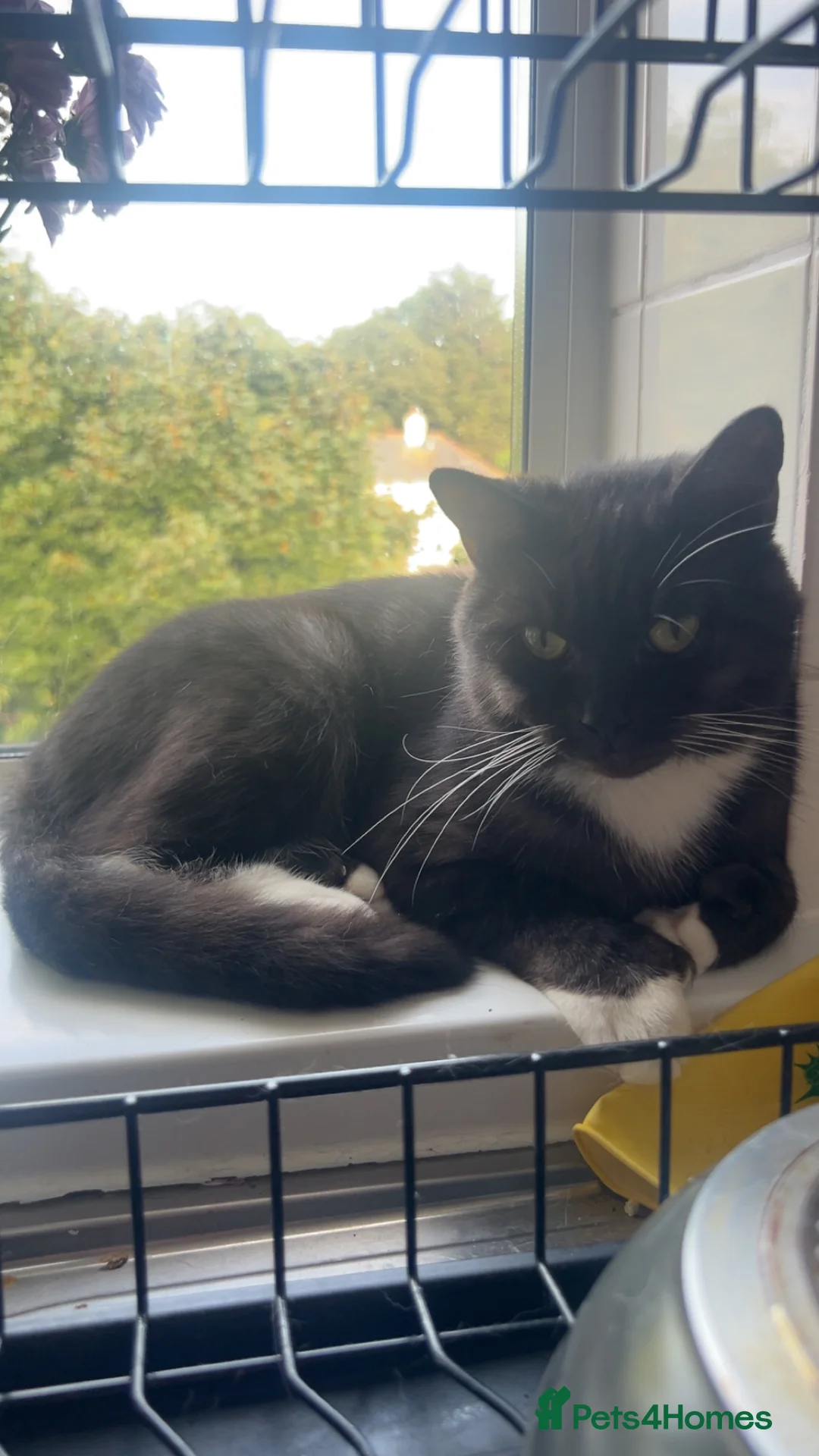 Mixed Breed cats for sale: Maine Coon X British Shorthair - Advert 1