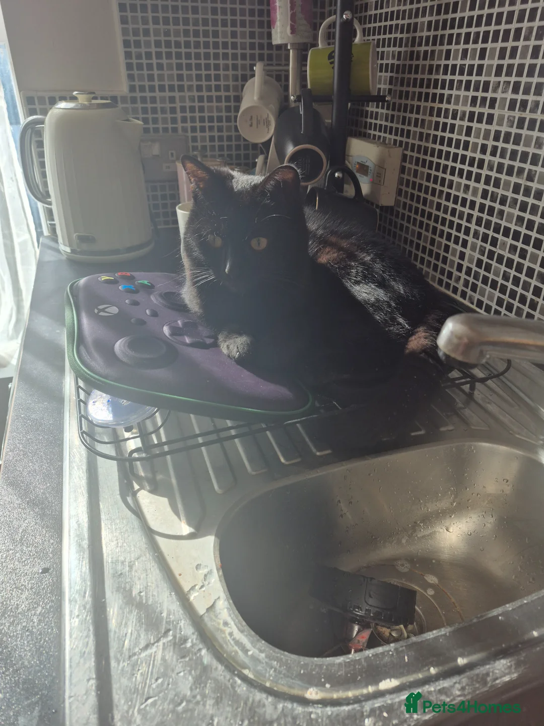 Domestic Shorthair cats for sale: 10 month old Black short haired male  in Melton Mowbray - Advert 1