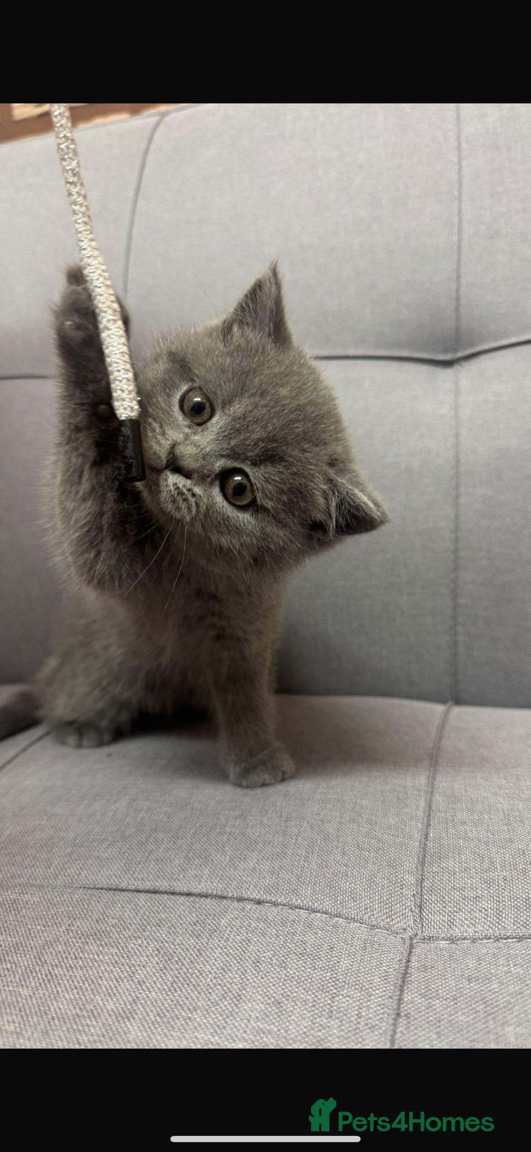 British Shorthair cats for sale: British shorthair female  - Advert 8