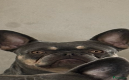 French Bulldog dogs for sale: Mum and daughter - Image 2