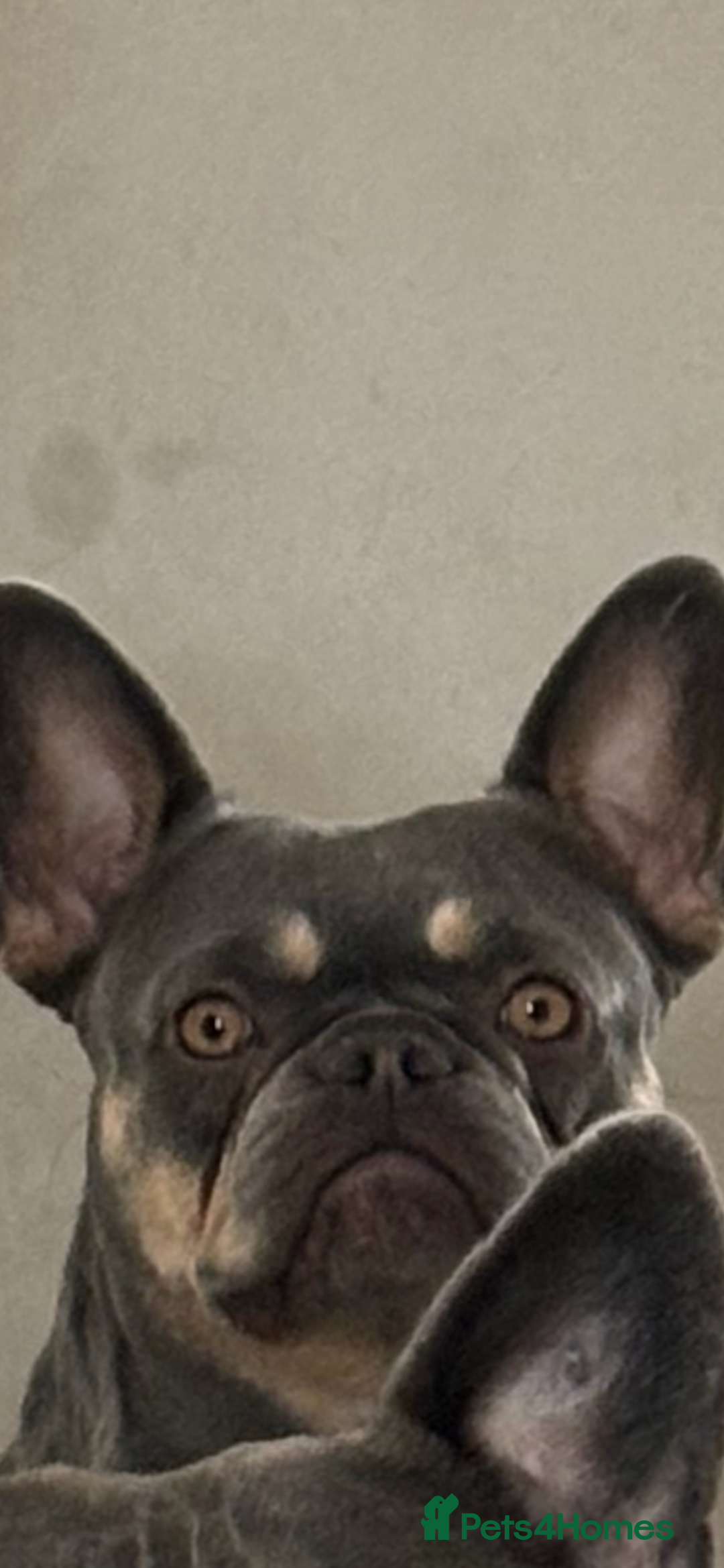 French Bulldog dogs for sale: Mum and daughter - Image 2