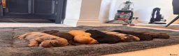 Cockapoo dogs for sale: Beautiful F1 cockapoos  - Advert 11