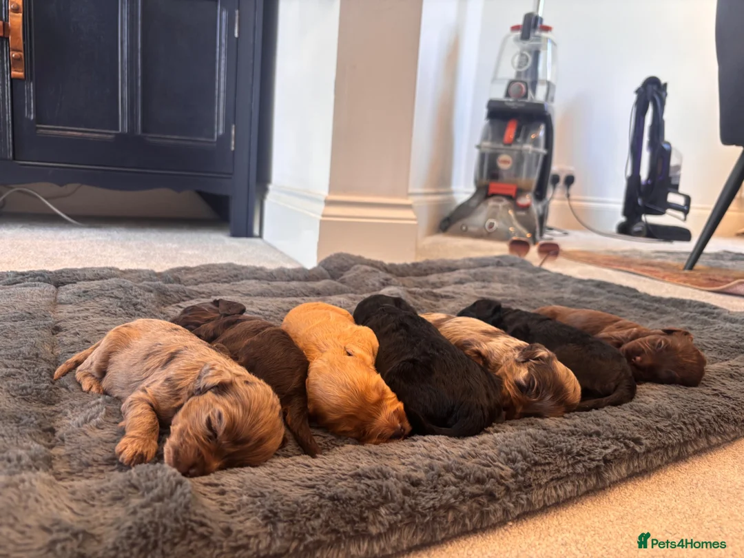 Cockapoo dogs for sale: Beautiful F1 cockapoos  - Advert 11
