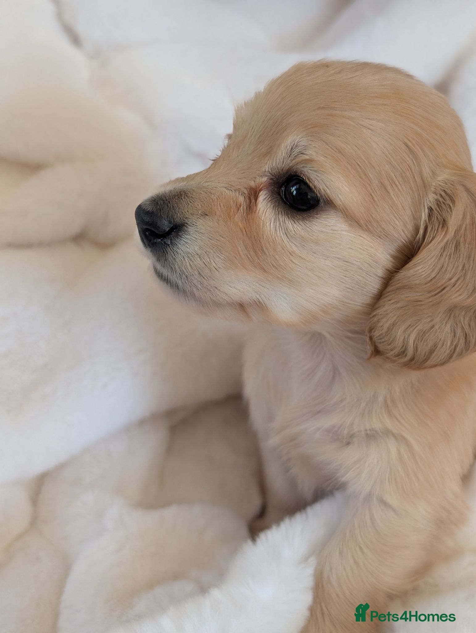 Miniature Dachshund dogs Stunning LH pra clear MD - Advert 4