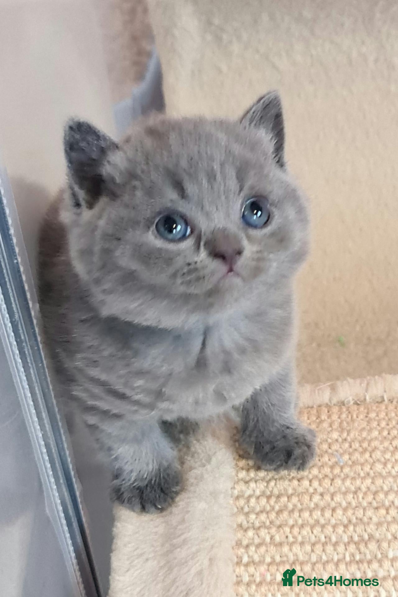 British Shorthair cats for sale: *🎅BritishShorthair kittens GCCF, Full vaccin.  - Advert 2