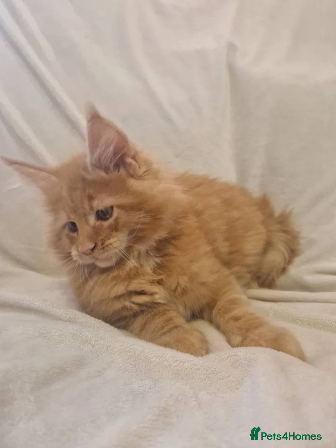 Maine Coon cats for sale: Maine Coon kittens - Advert 24
