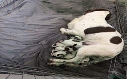 English Springer Spaniel dogs for sale: Beautiful male springer spaniel puppy  - Image 4