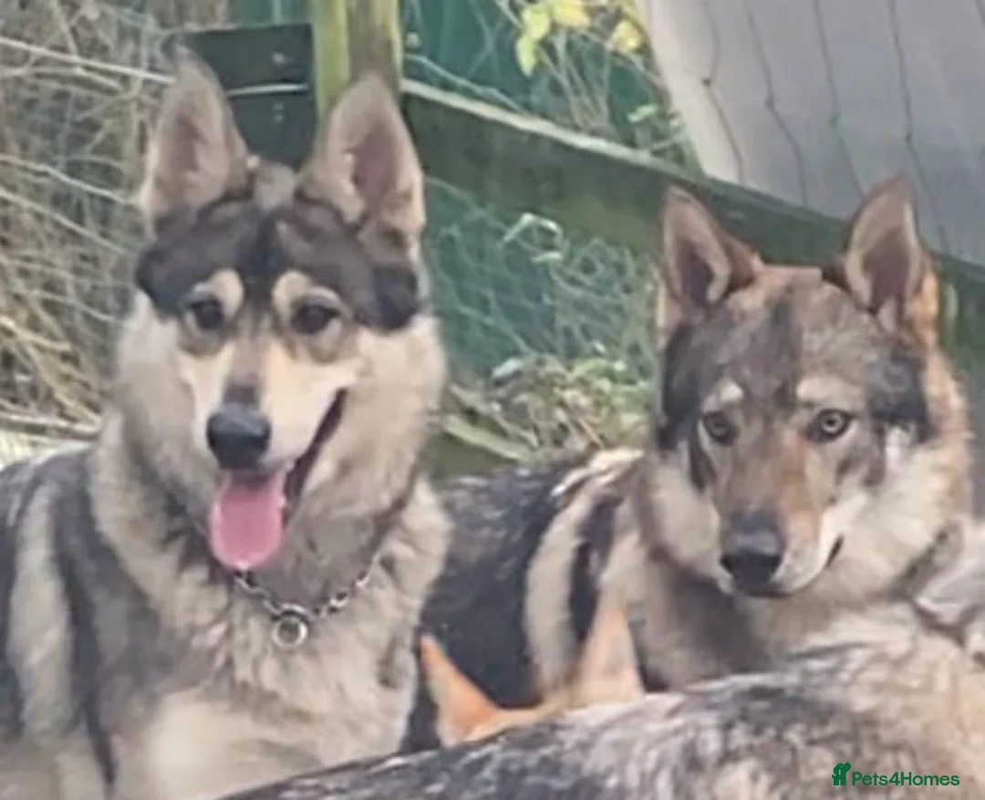 Northern Inuit dogs for sale: Gorgeous Wolfalike Puppies Seeking Forever Homes  - Advert 14