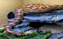 Corn Snake reptiles for sale: Corn snake  - Image 2