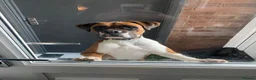 Boxer dogs for sale: Brandi  in Billericay - Advert 6
