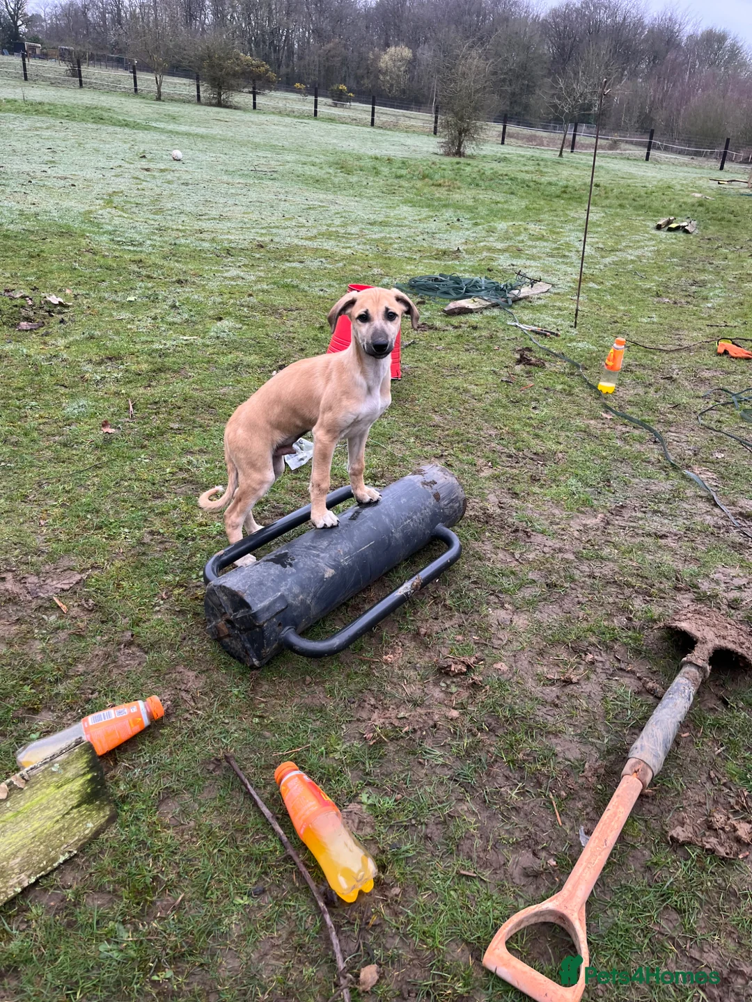 Lurcher dogs for sale: Saluki greyhound whippet  - Advert 1
