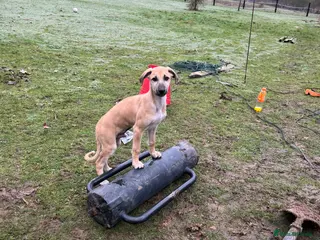 Lurcher dogs Saluki greyhound whippet - Advert 11