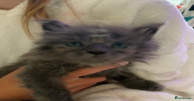 Maine Coon cats - Advert 10