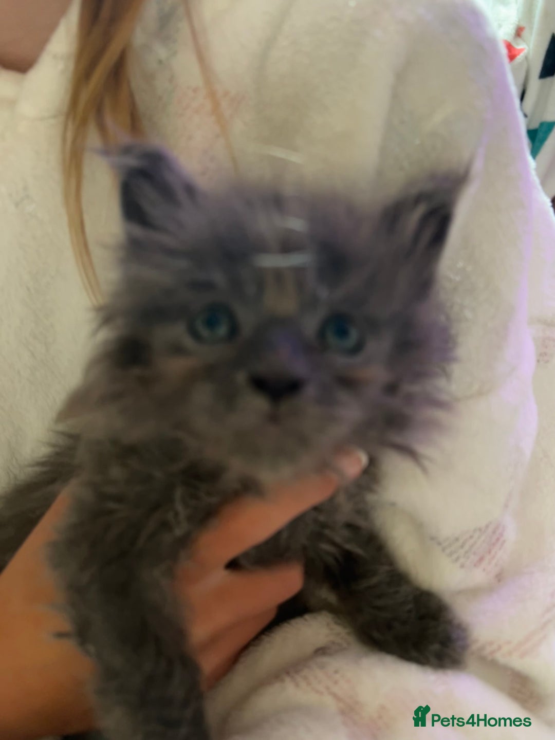 Maine Coon cats for sale: Beautiful GCCF reg Mainecoon kittens available  - Image 2
