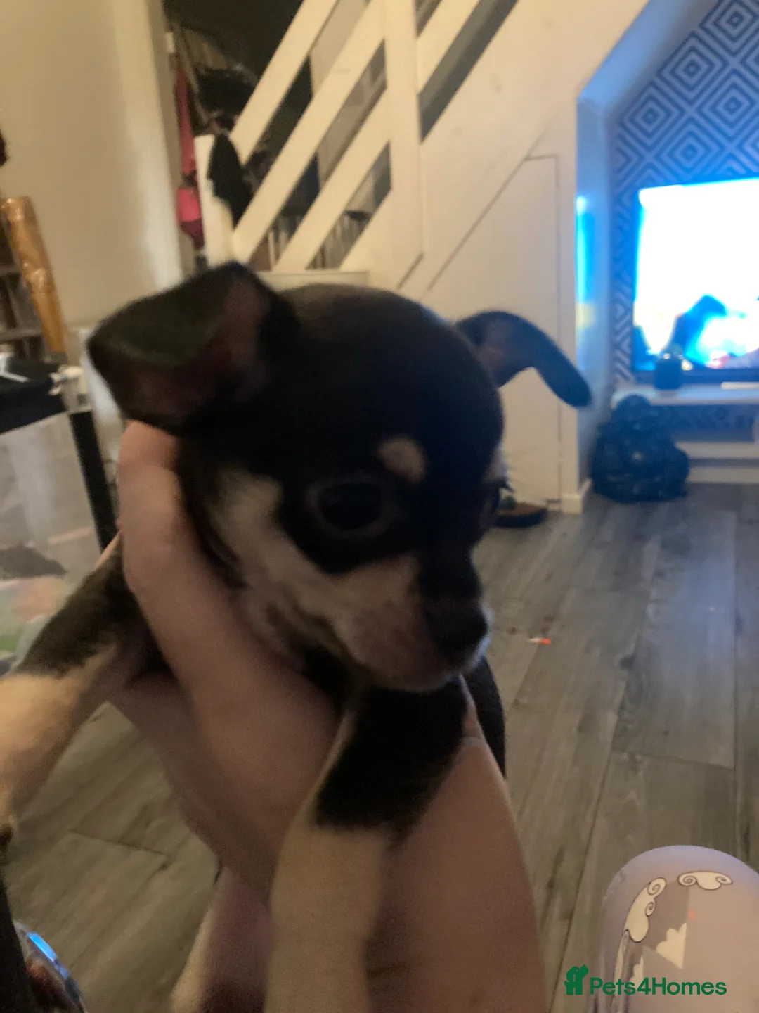 Chihuahua dogs for sale: Miniature chihuahua pups 2 females left - Advert 6