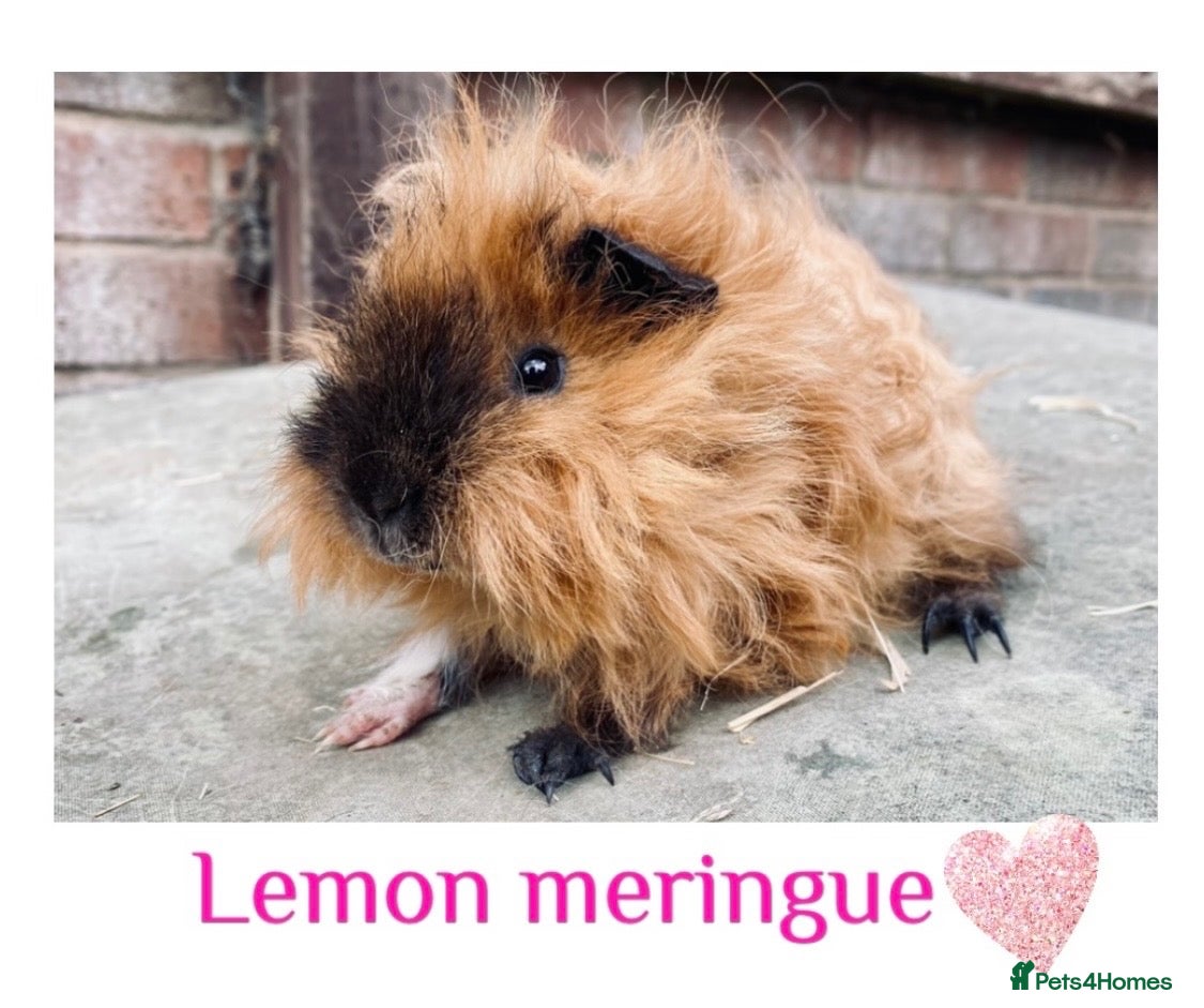 Guinea Pig rodents for sale: Pedigree Lunkarya/Blue/ Dalmation Guinea pigs  - Advert 1