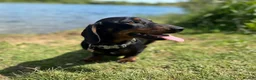 Miniature Dachshund dogs for stud: STUD Mini Dachshund  - Advert 17