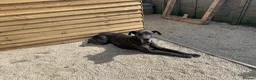 Great Dane dogs for sale: Beautiful 3 year old Great Dane - Advert 2