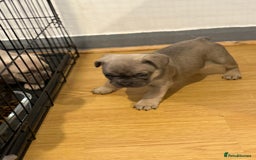 French Bulldog dogs for sale: 4 Little puppy original french bulldog 3 girls1 bo - Image 11