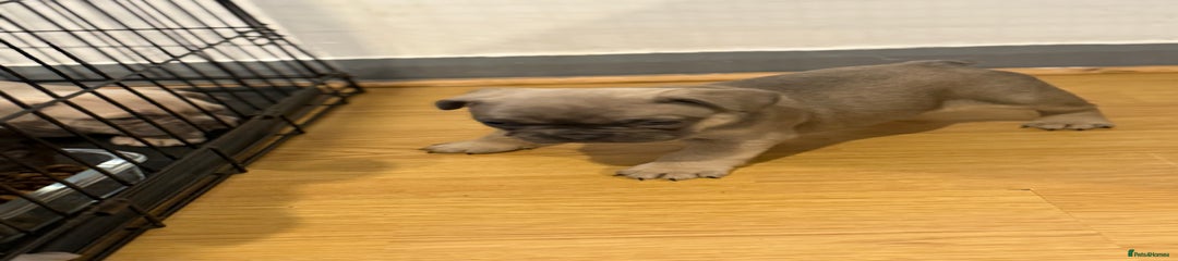 French Bulldog Puppy 4