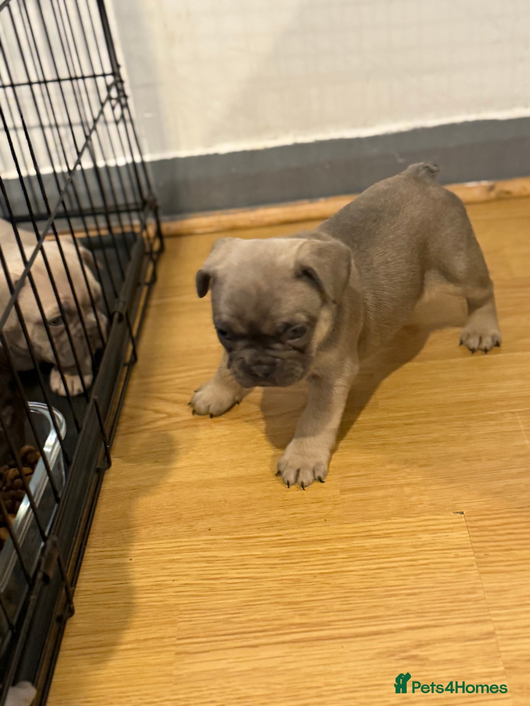 French Bulldog dogs for sale: 4 Little puppy original french bulldog 3 girls1 bo - Image 11