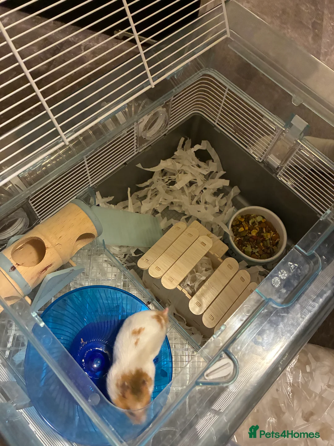 Hamster rodents for sale: Hamster CAGE (includes,food,water bottle etc  - Advert 3