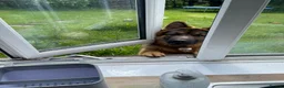 German Shepherd dogs for stud: German Shepherd to Stud, Great Temperament in Bradford - Advert 11