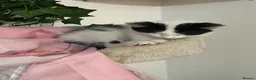 Mixed Breed cats for sale: 4 beautiful kittens for sale in Southampton - Advert 7