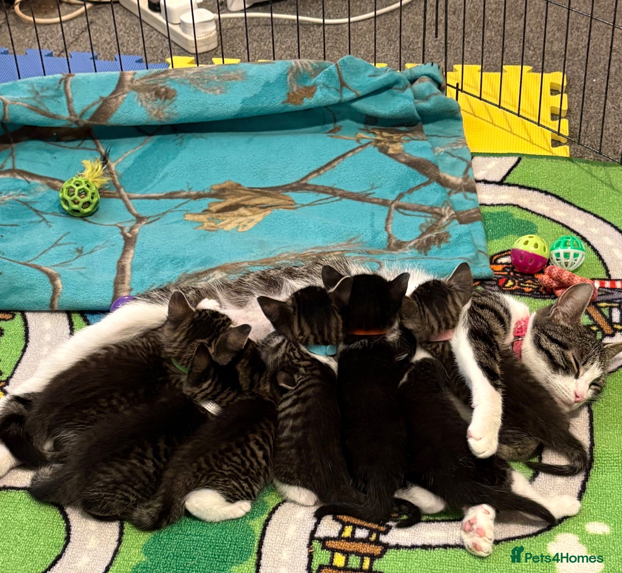 Mixed Breed cats Beautiful Family-Raised Kittens - Advert 1