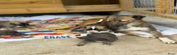 Lurcher dogs for sale: Lurcher puppy - Advert 5