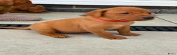 Labrador Retriever dogs for sale: Beautiful KC registered dark red Labrador puppies in York - Advert 6