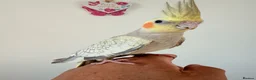 Cockatiels birds for sale: BEAUTIFUL BABY COCKATIELS NEW CAGES AVAILABLE  - Advert 18
