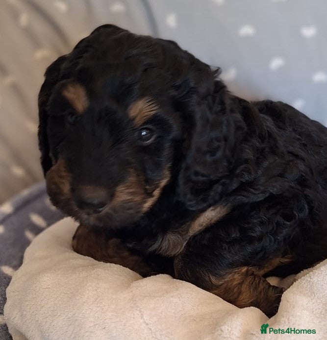 Rottweiler dogs Rottweiler / Rottidoodle - Advert 2