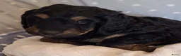 Rottweiler dogs for sale: Rottweiler / Rottidoodle - Advert 5