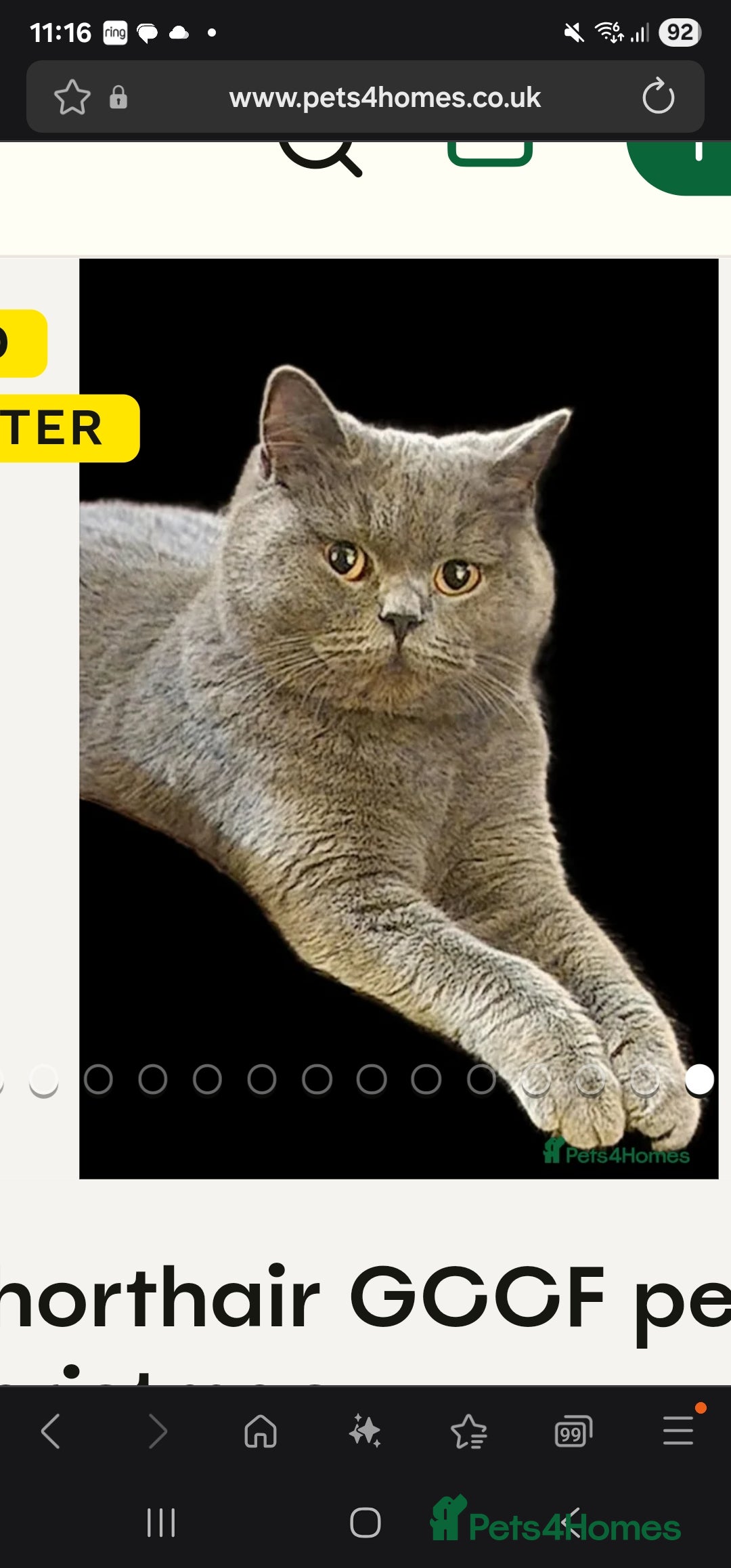 British Shorthair cats for sale: blue boy left. Chunky champion british shorthair - Advert 6