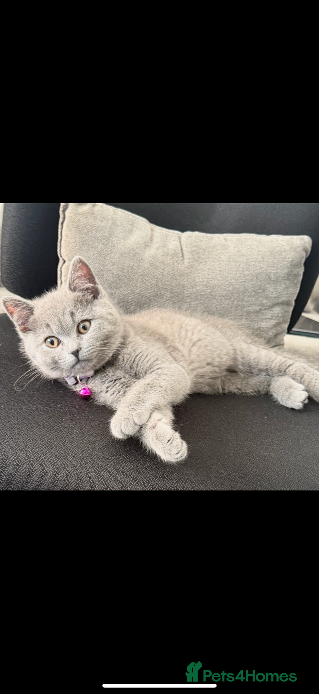 British Shorthair cats for sale: Cute playful fully vaccinated BSH ready to rehome - Advert 1