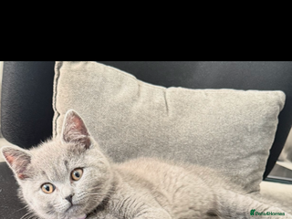 British Shorthair cats Cute playful fully vaccinated BST ready to rehome - Advert 2