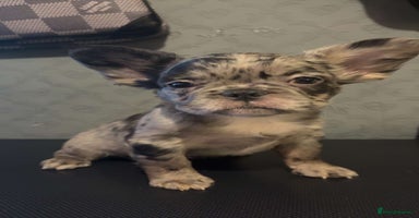 French Bulldog dogs - Advert 11