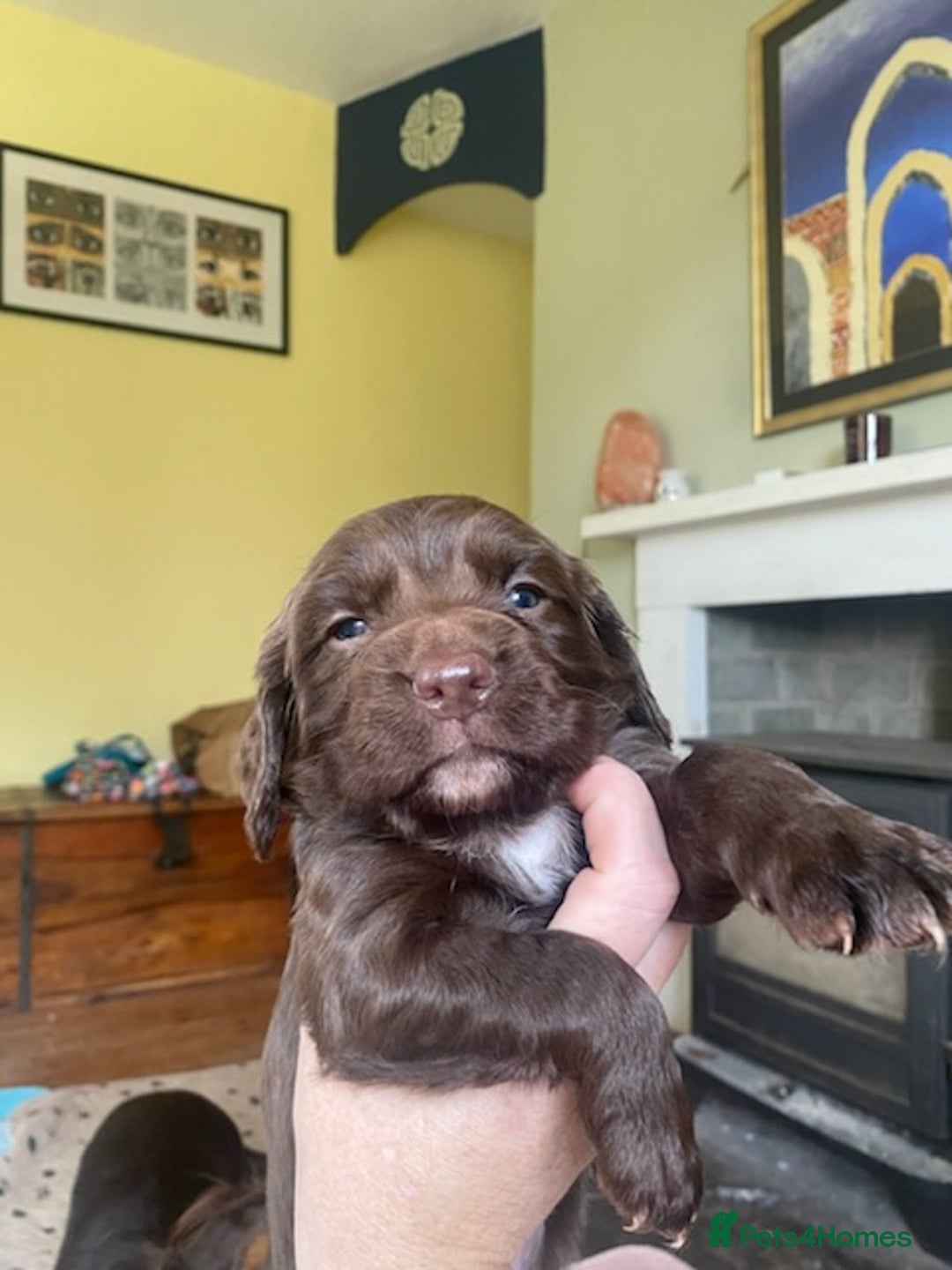 Sprocker dogs for sale: Gorgeous F1 health tested Sprockers  - Advert 18