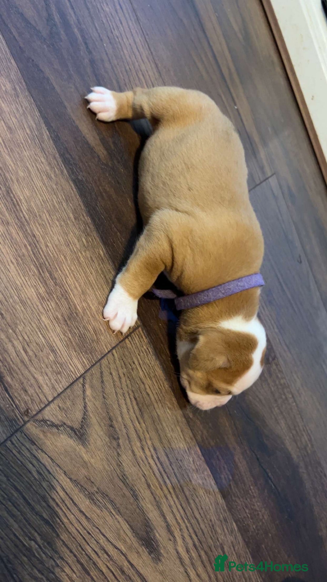 Alapaha Blue Blood Bulldog dogs for sale: IABBR registered Alapaha Blue Blood Bulldogs - Image 19