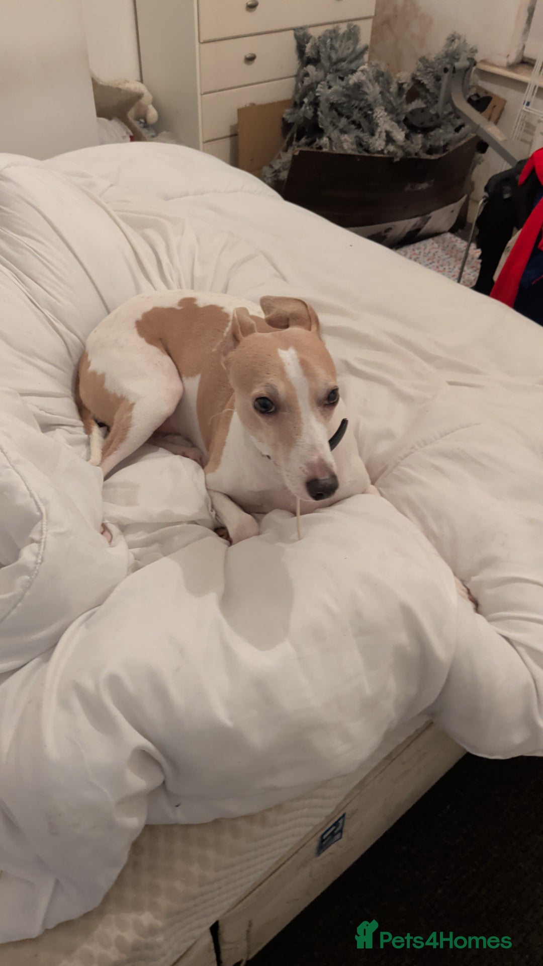 Mixed Breed dogs for sale: Whippet, saluki, pharoe hound puppies - Advert 6